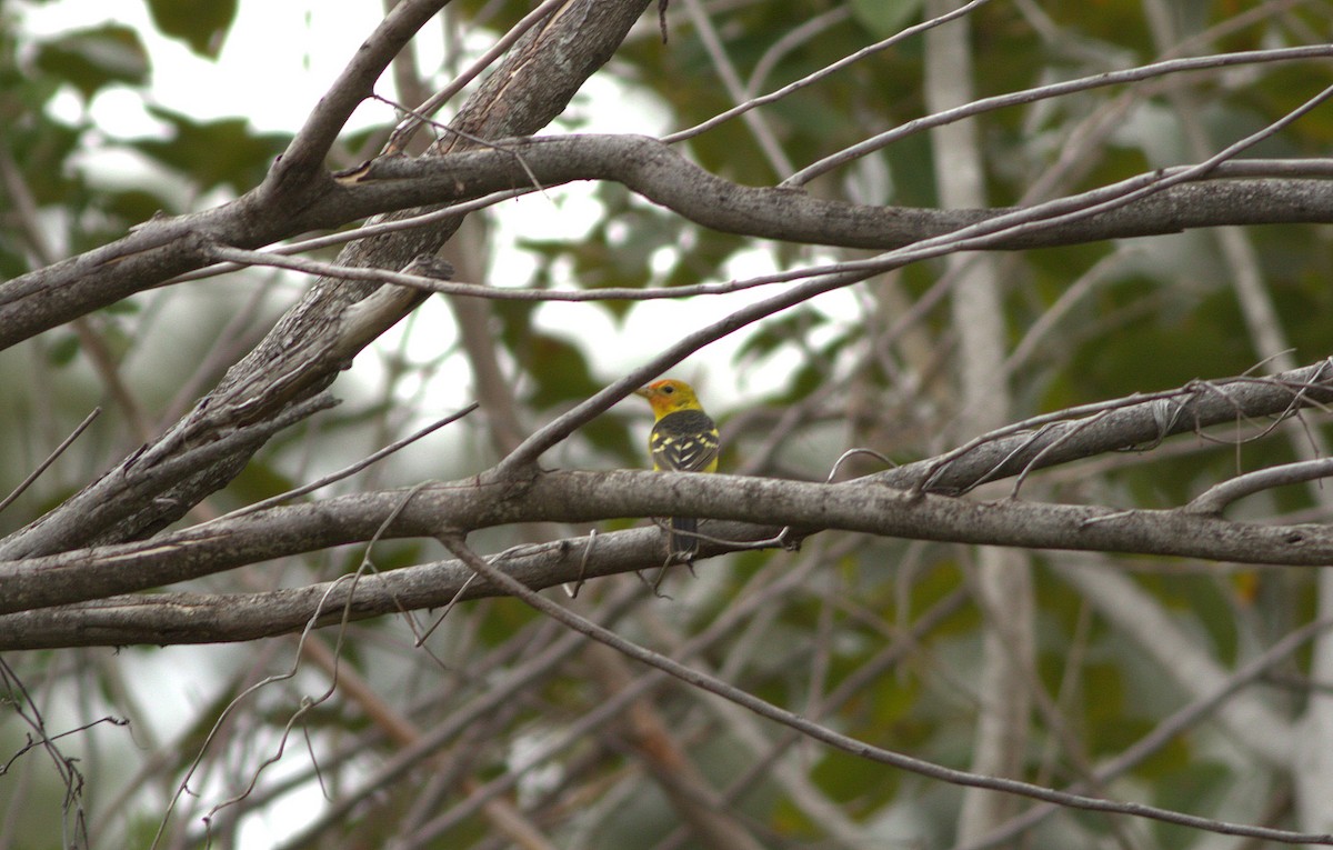 Western Tanager - ML96075891