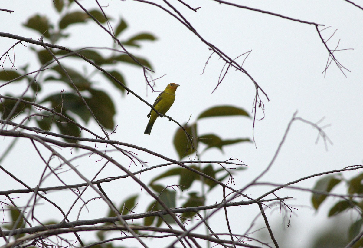 Western Tanager - ML96075911