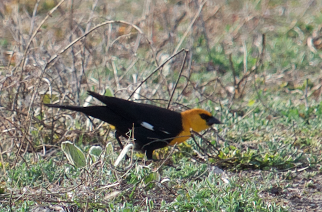 Yellow-headed Blackbird - Robert Irwin