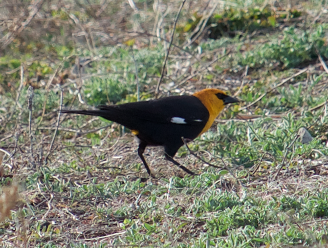 Yellow-headed Blackbird - Robert Irwin