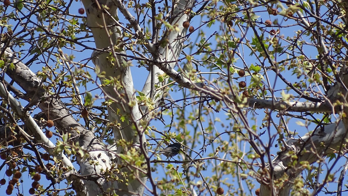 Yellow-rumped Warbler (Audubon's) - ML96078491