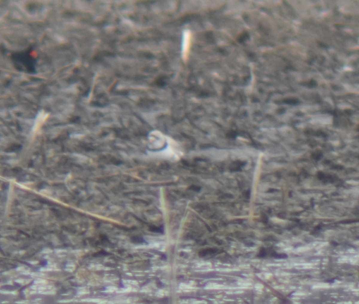 Piping Plover - ML96078931