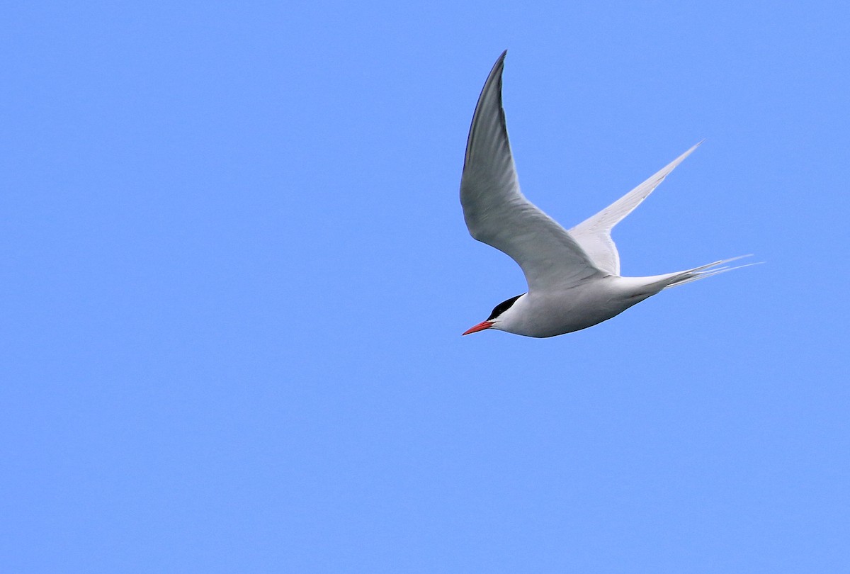 South American Tern - Patrick MONNEY