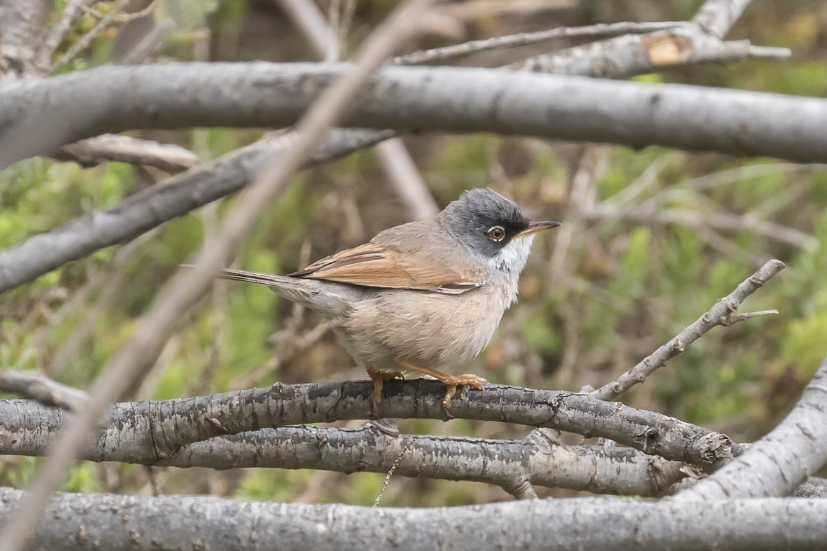 Spectacled Warbler - ML96081281