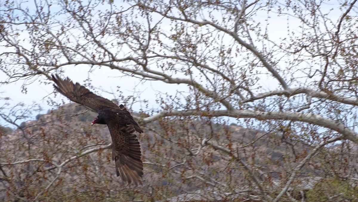 Turkey Vulture - ML96081821