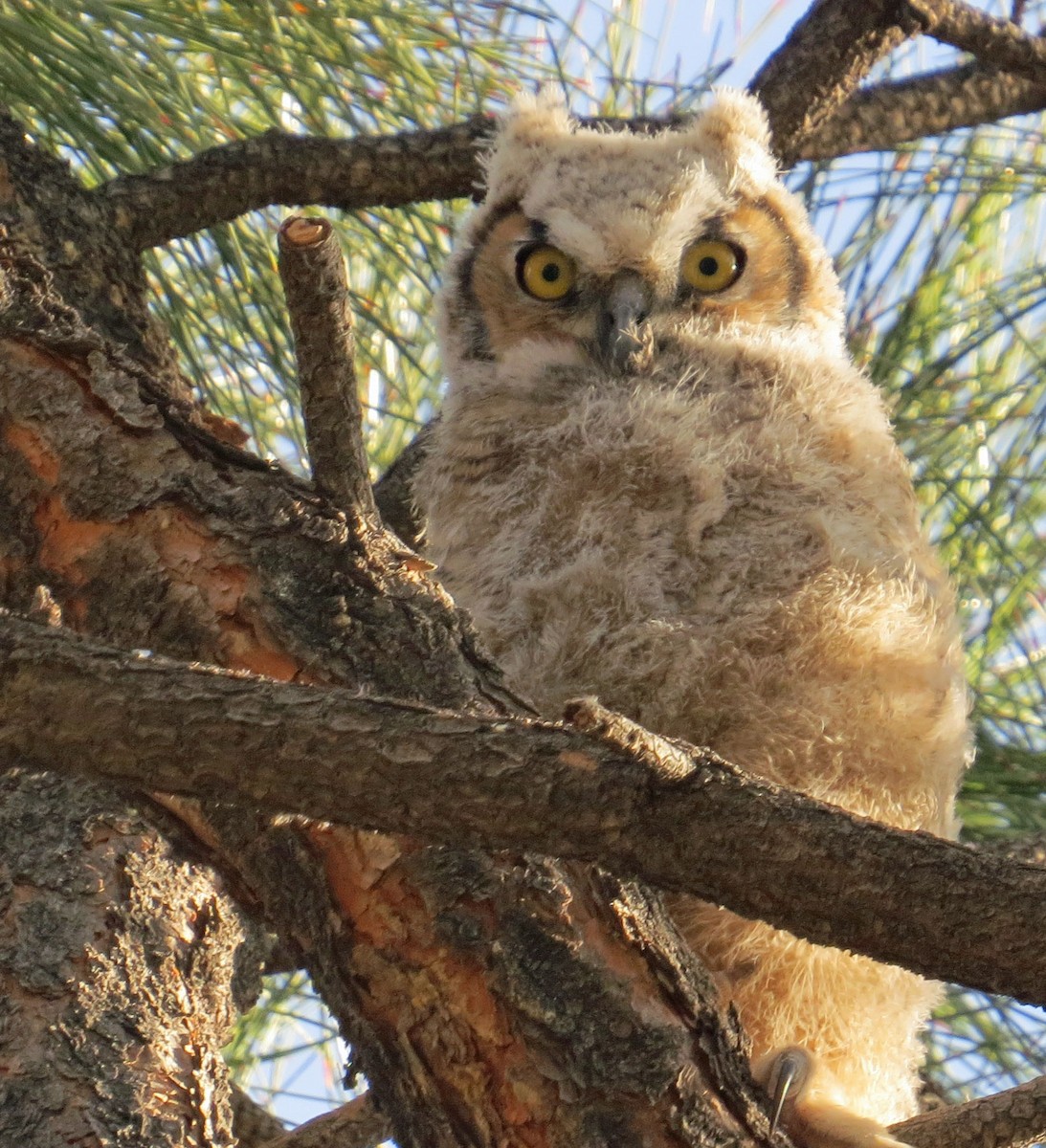 Great Horned Owl - ML96082471