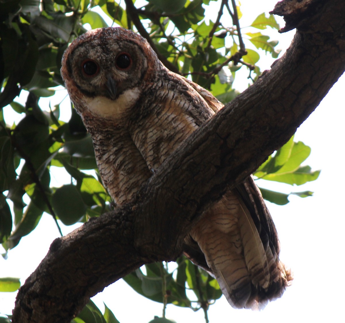 Mottled Wood-Owl - SHARMILA Abdulpurkar