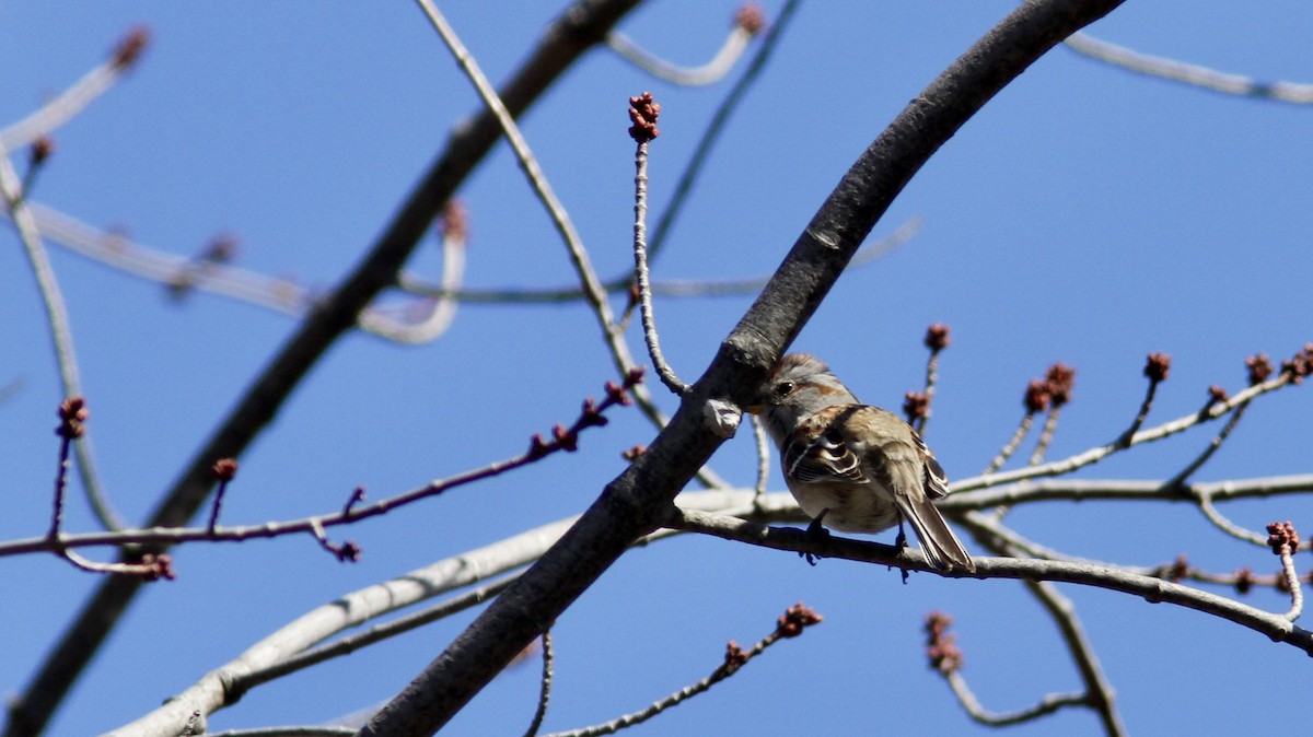 American Tree Sparrow - Pierre Bergeron