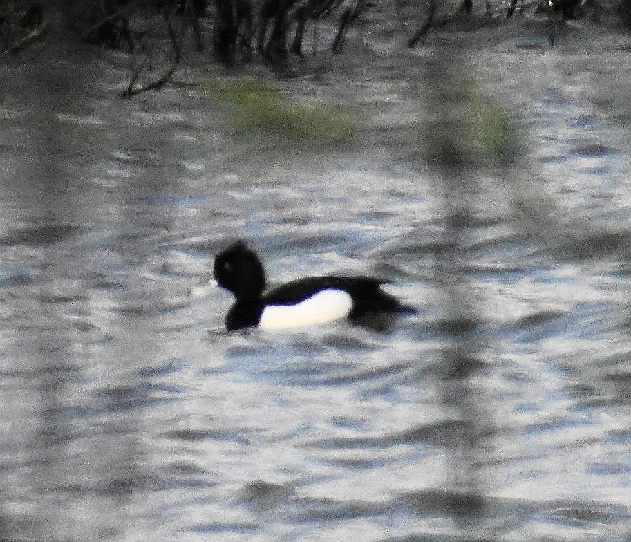 Tufted Duck - ML96083101