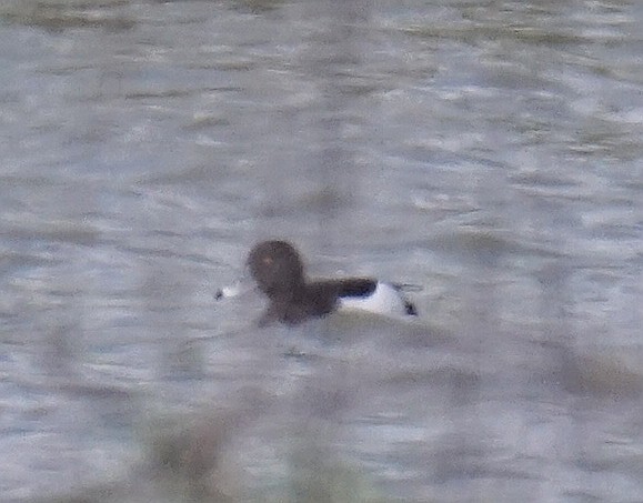 Tufted Duck - ML96083321