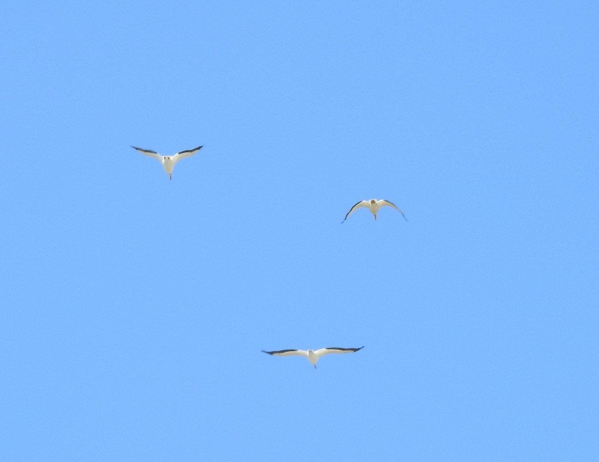 pelikán severoamerický - ML96084461