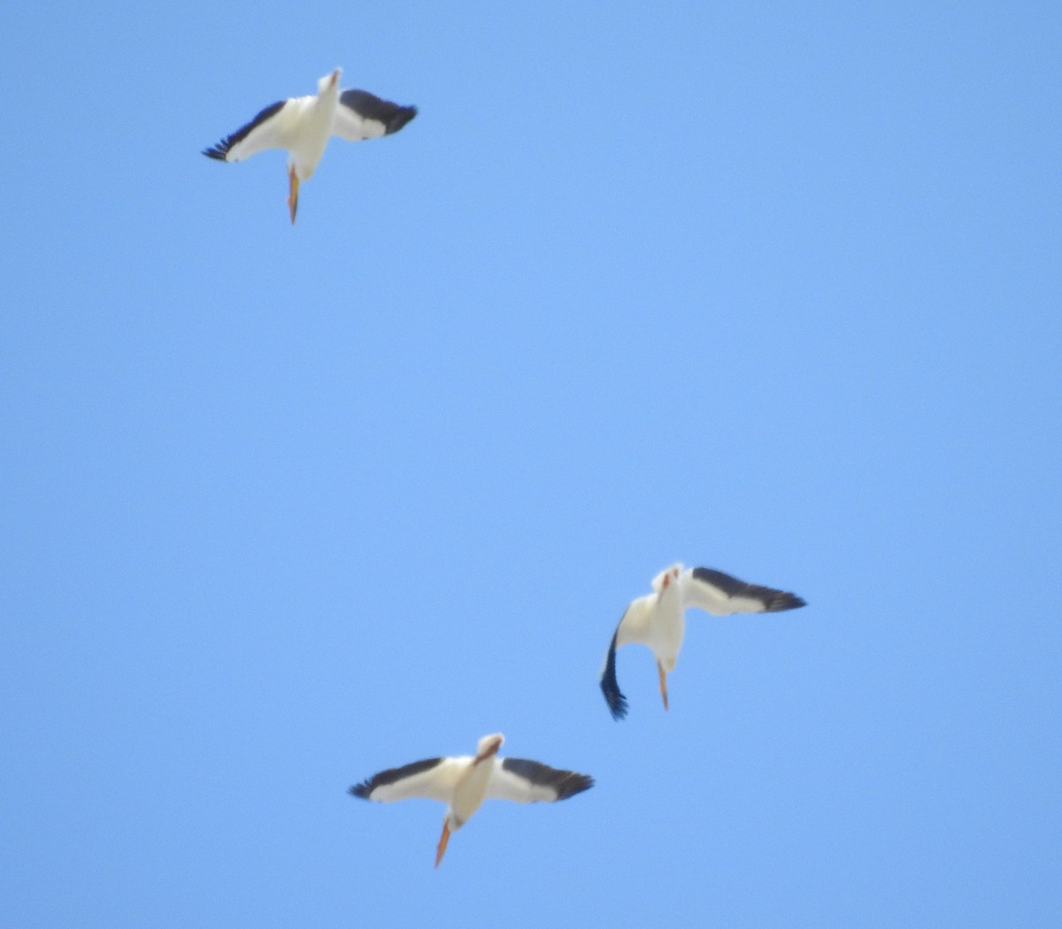 pelikán severoamerický - ML96084481