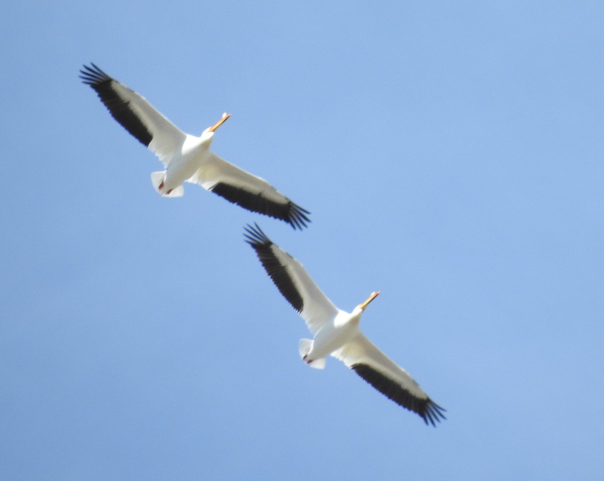 American White Pelican - ML96084501