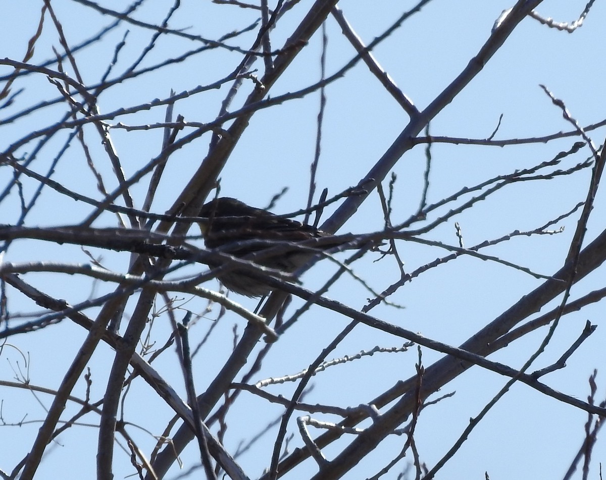 Yellow-rumped Warbler (Audubon's) - ML96084561