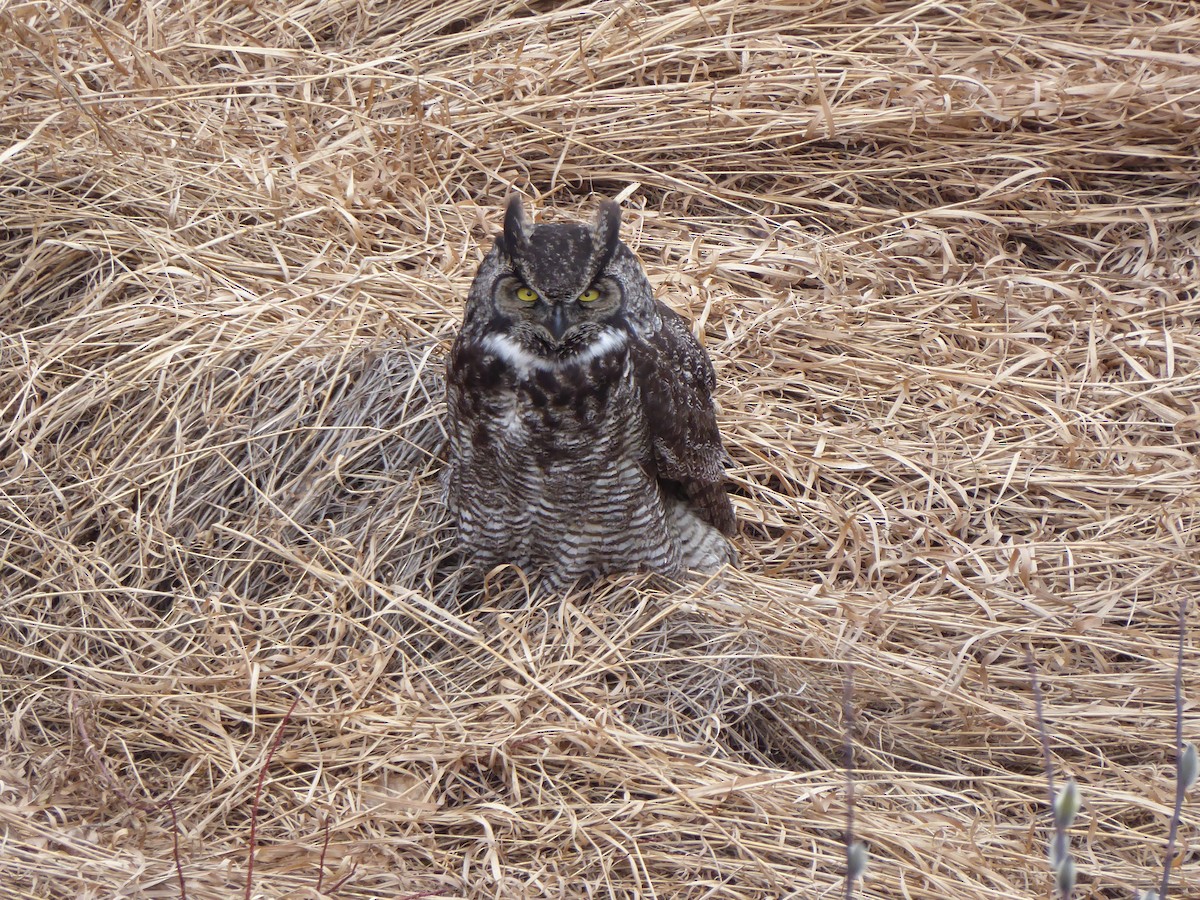 Great Horned Owl - T A
