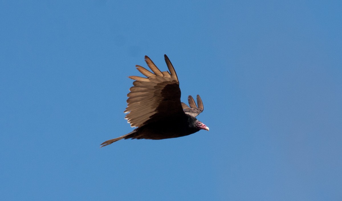 Turkey Vulture - Matthew Skalla