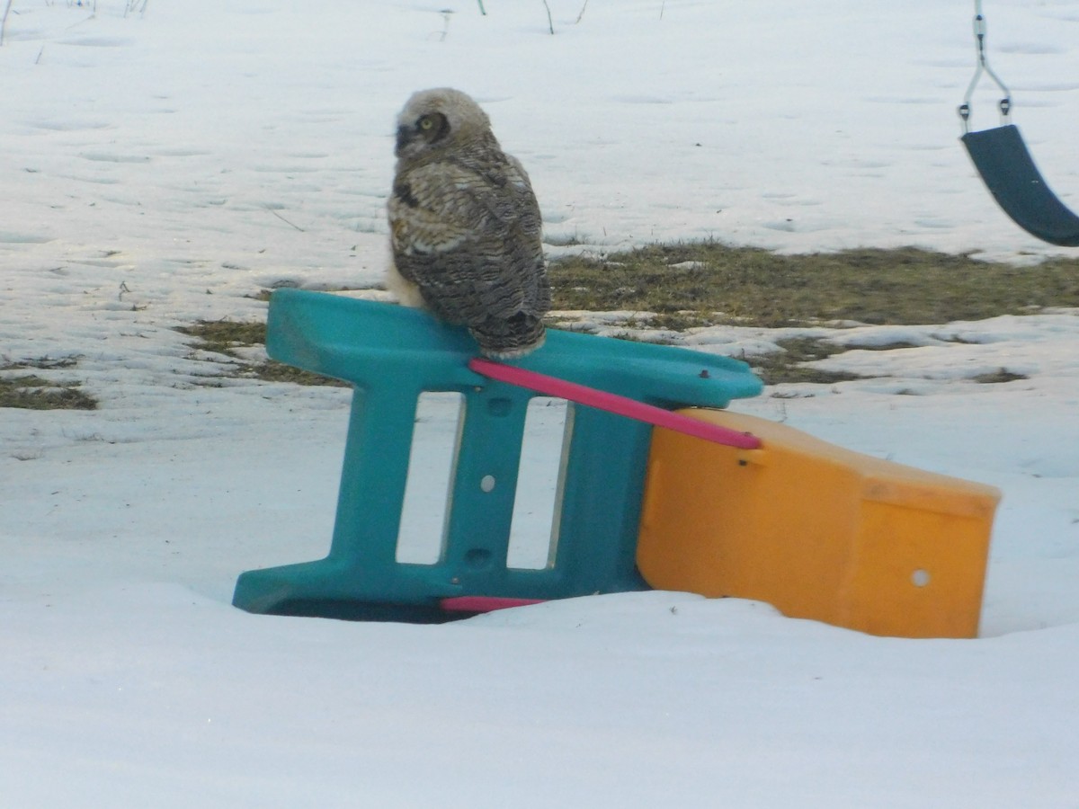 Great Horned Owl - ML96086171