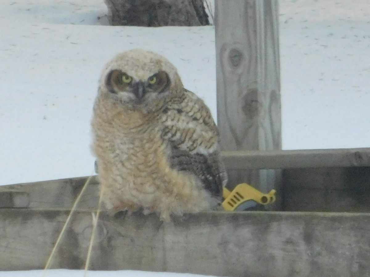 Great Horned Owl - ML96086371