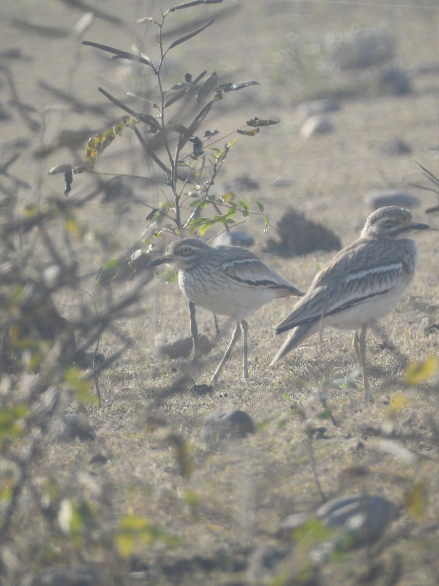 Indian Thick-knee - Praveen J