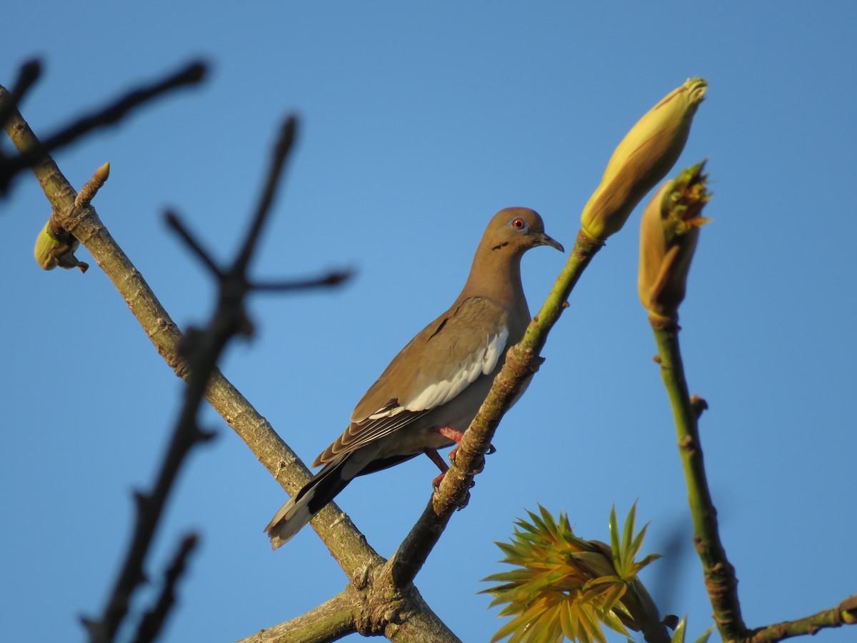 White-winged Dove - Simon Thornhill