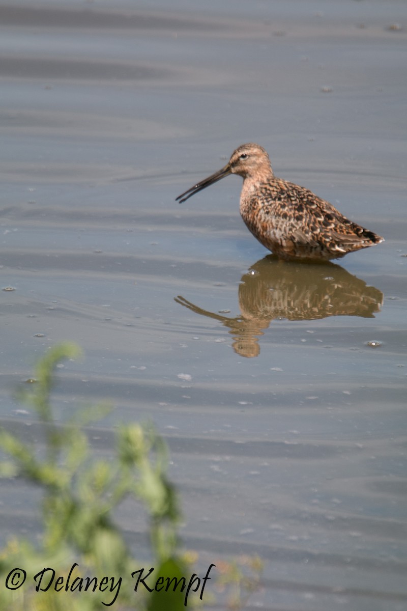 Long-billed Dowitcher - Delaney Kempf