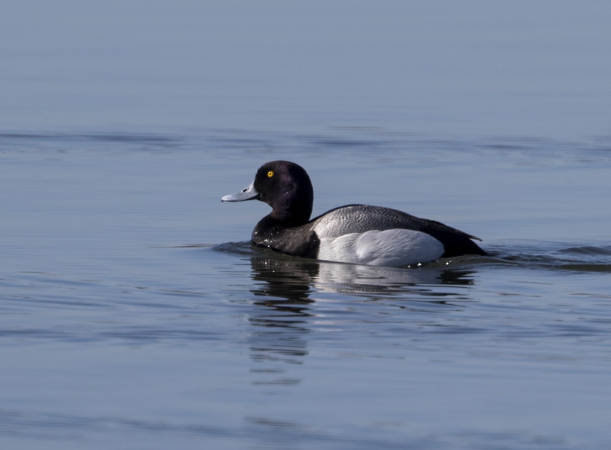 Greater Scaup - Ed kendall