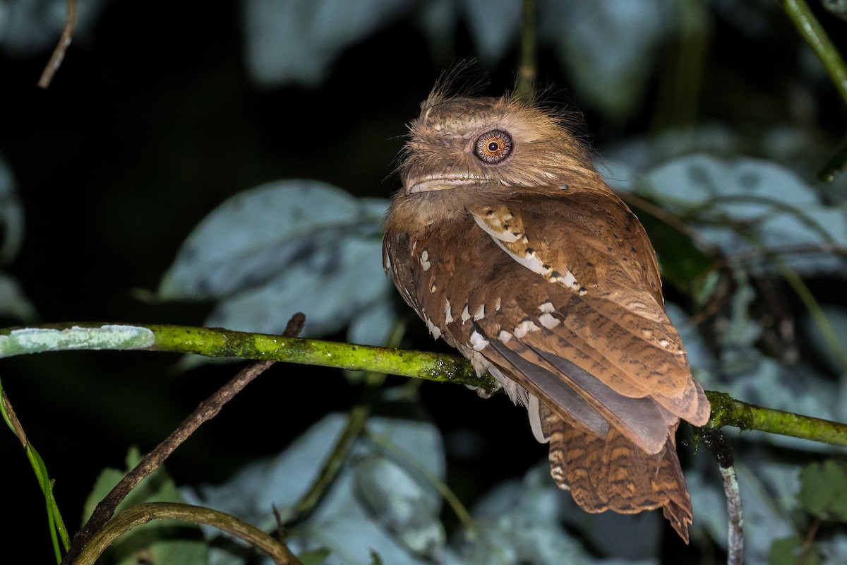 Philippine Frogmouth - Louis Bevier