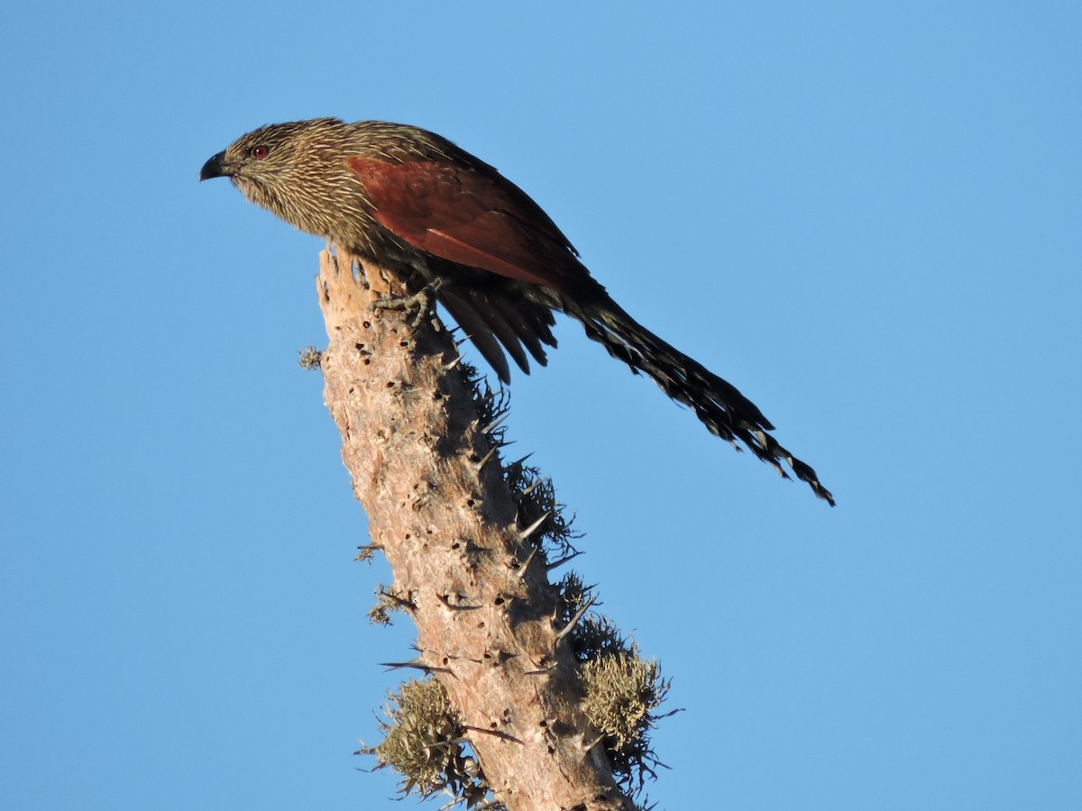 Malagasy Coucal - ML96096711
