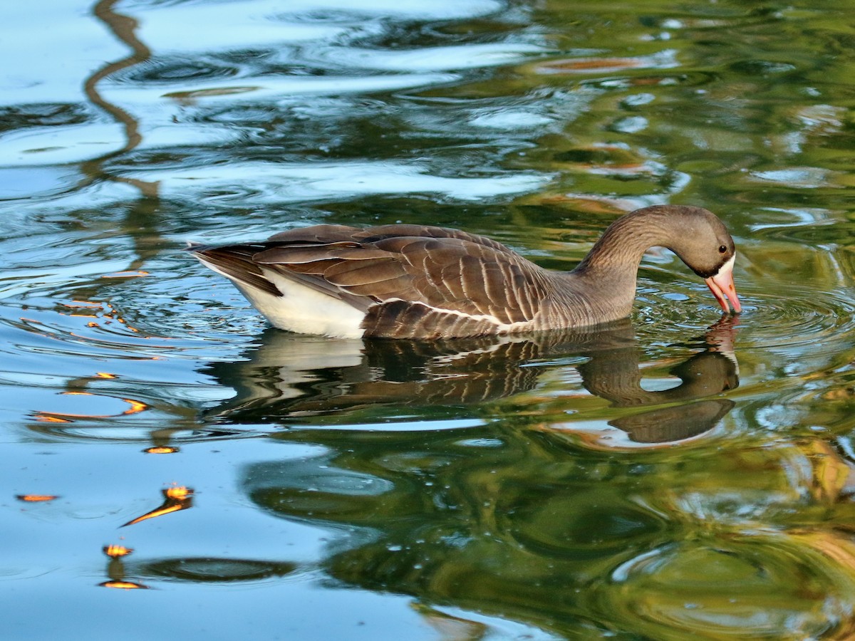 Greater White-fronted Goose - ML96100321