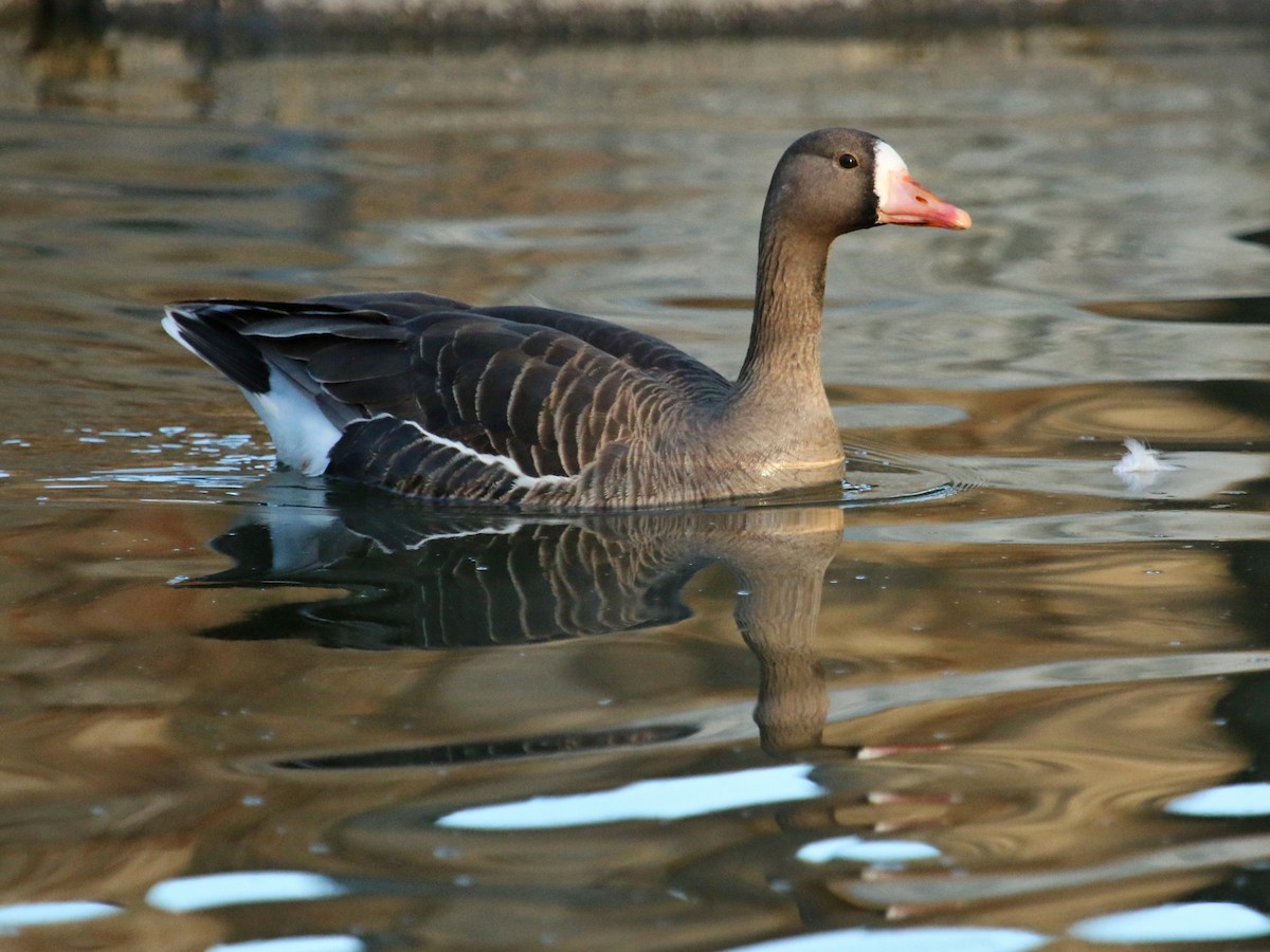 Greater White-fronted Goose - ML96100341