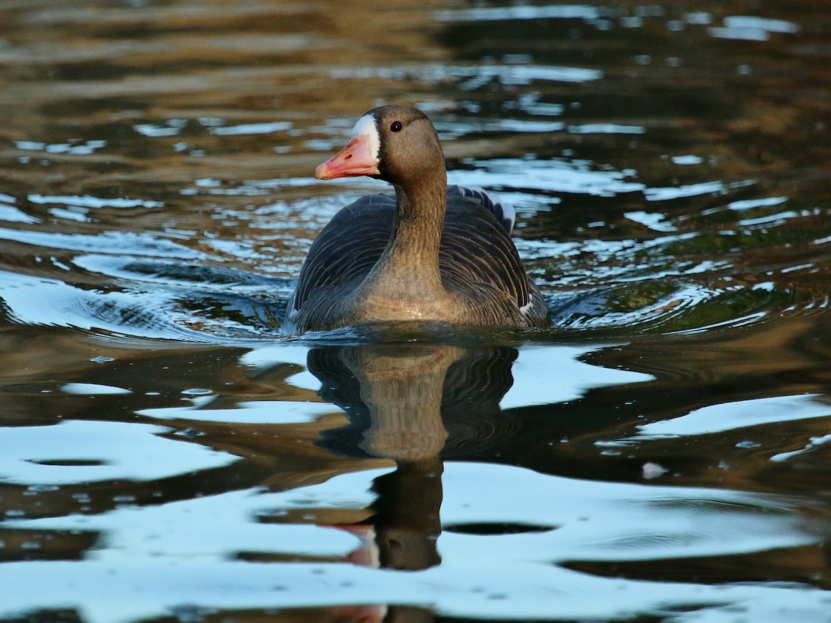 Greater White-fronted Goose - ML96100351