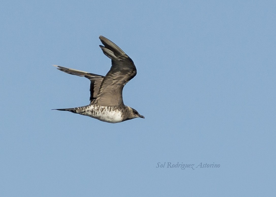 Long-tailed Jaeger - ML96101891