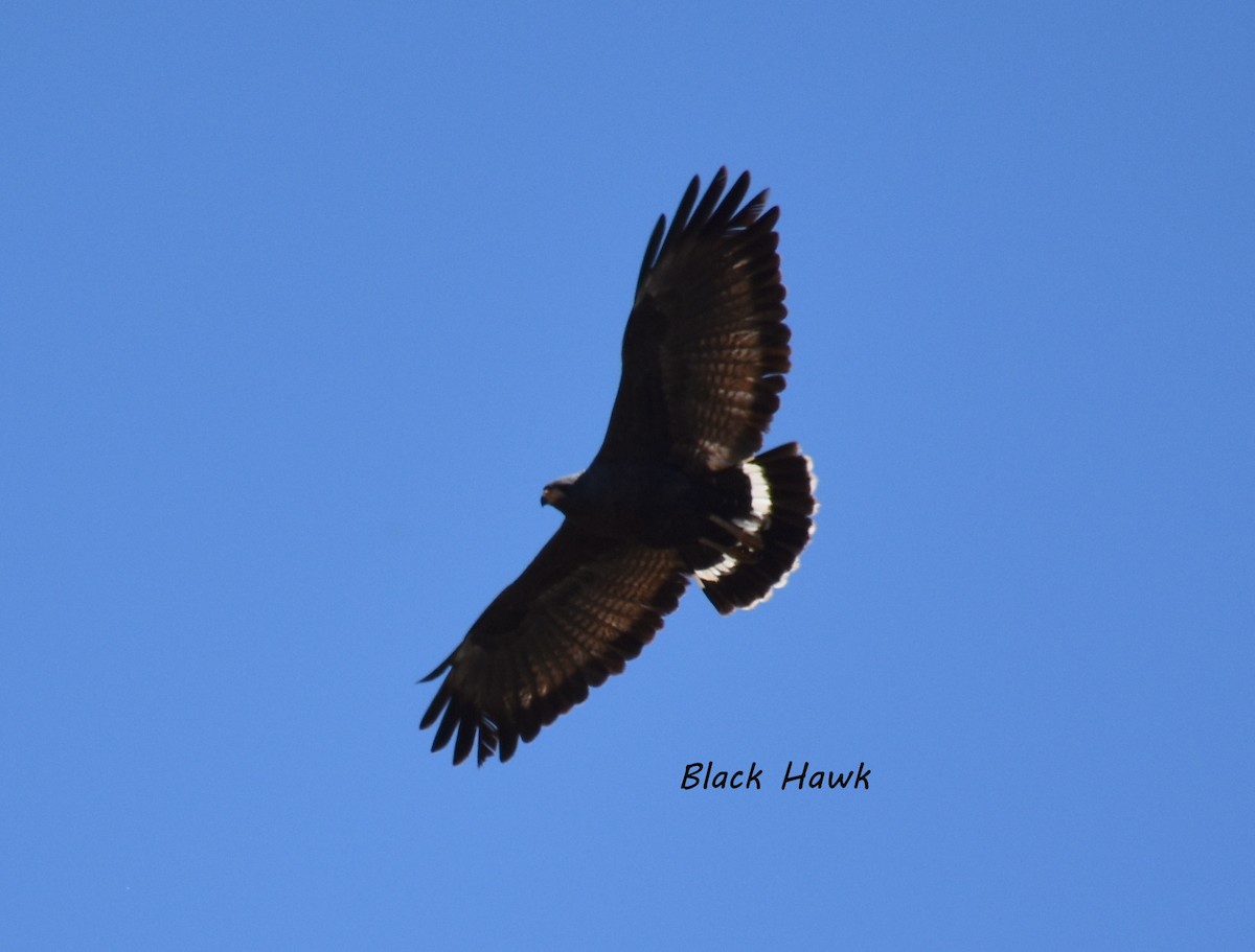 Common Black Hawk - ML96102081