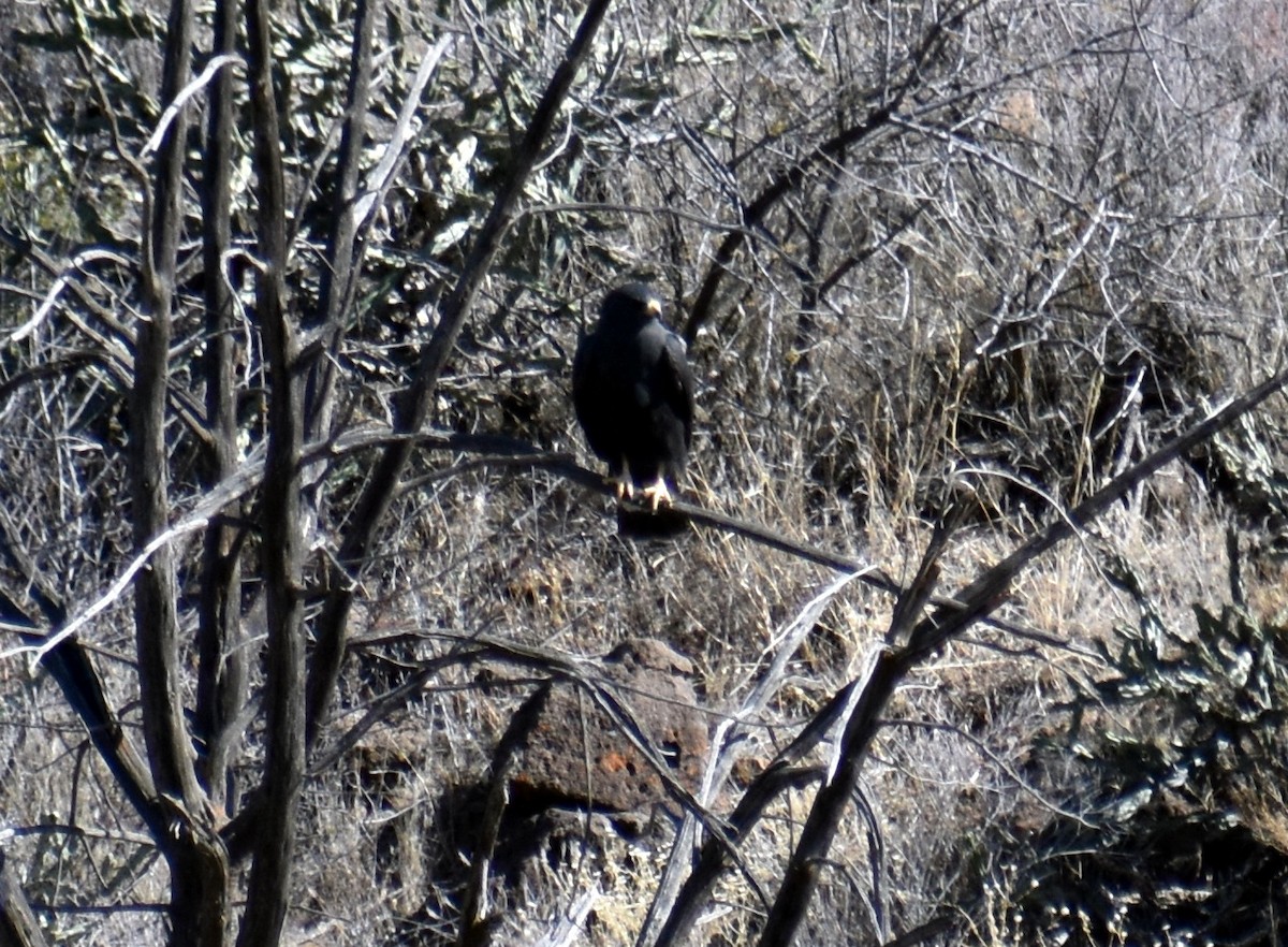 Zone-tailed Hawk - Sonoran Audubon Society Field Trips
