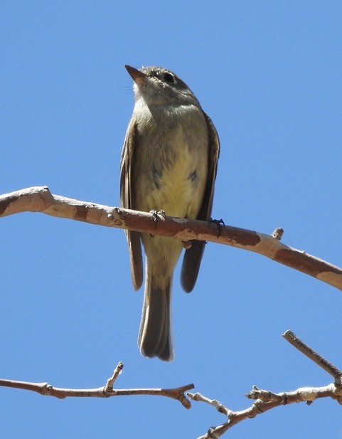 Western Flycatcher - Sonoran Audubon Society Field Trips