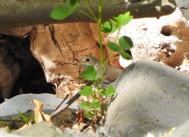 Hermit Thrush - Sonoran Audubon Society Field Trips