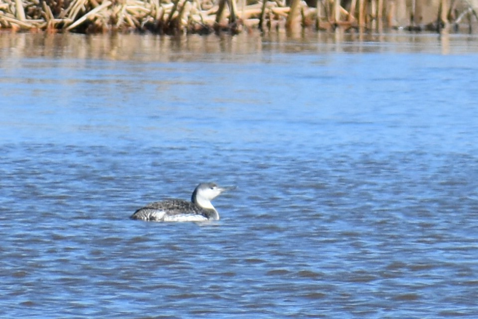 Red-throated Loon - Terry Bohling