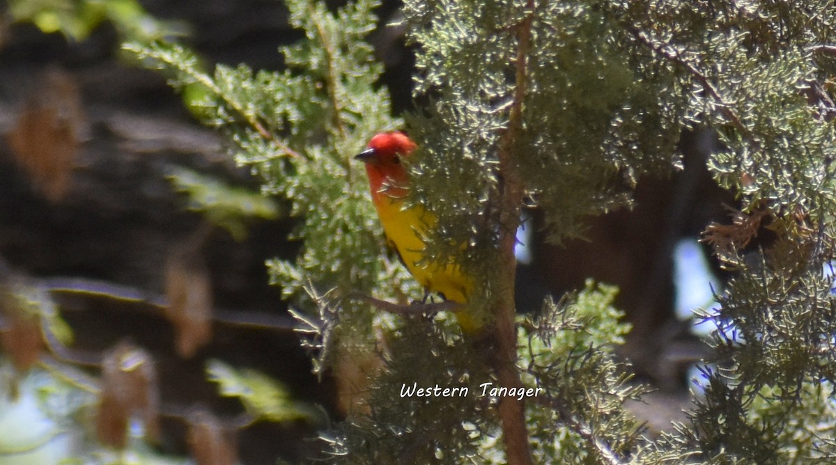 Western Tanager - Sonoran Audubon Society Field Trips
