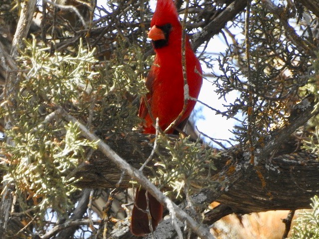 Northern Cardinal - Sonoran Audubon Society Field Trips