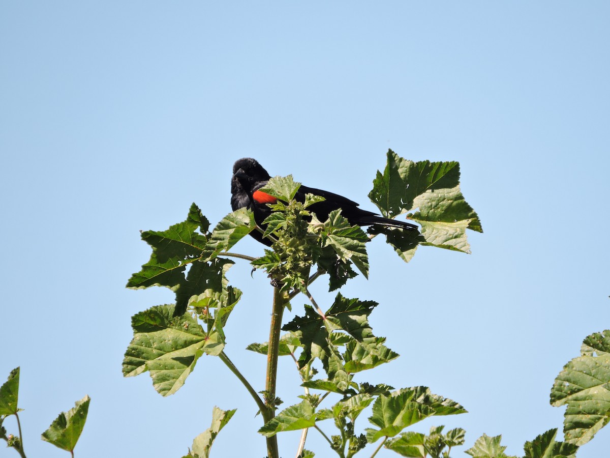 Red-winged Blackbird - Robert Firehock