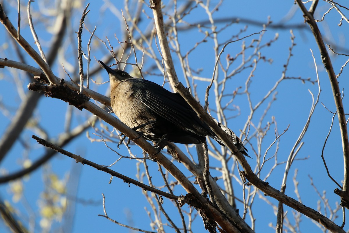 Great-tailed Grackle - ML96108121
