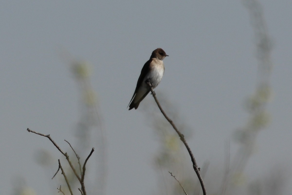 Northern Rough-winged Swallow - ML96108661