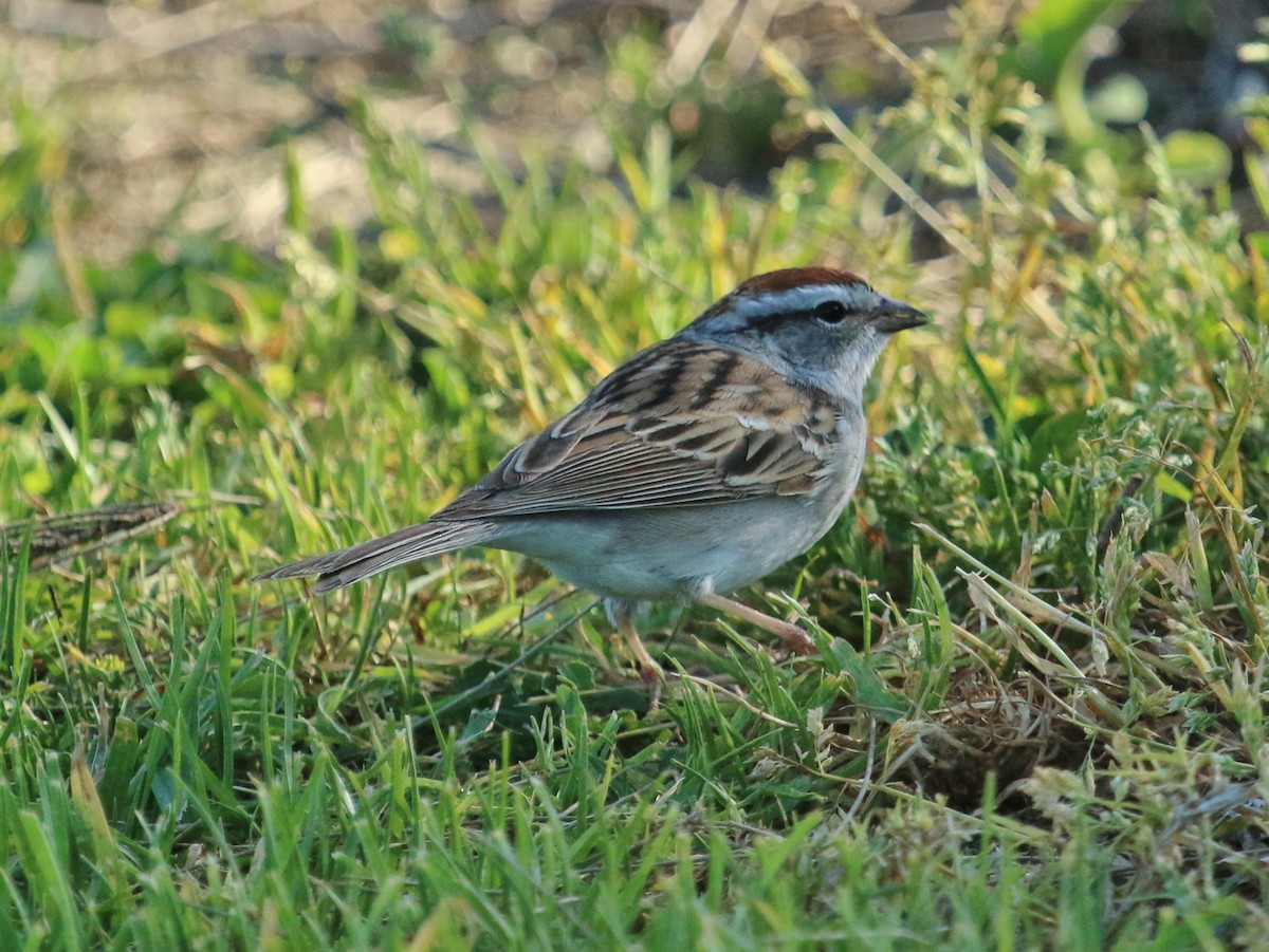 Chipping Sparrow - ML96109861