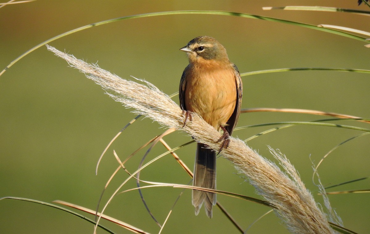 Long-tailed Reed Finch - ML96110121