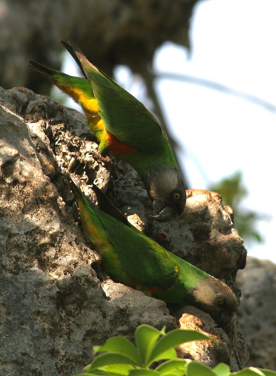 Senegal Parrot - ML96113291