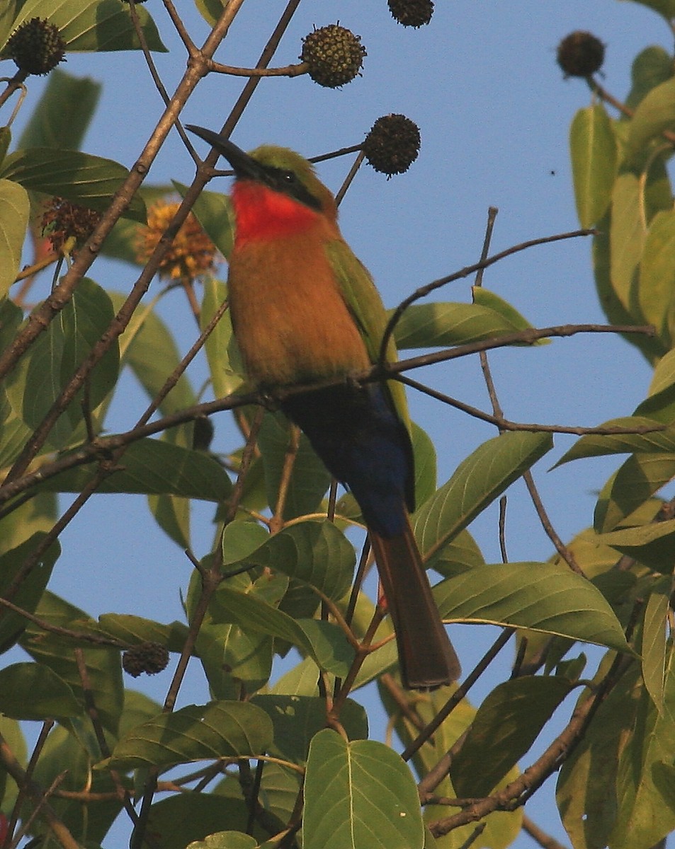 Red-throated Bee-eater - ML96113381
