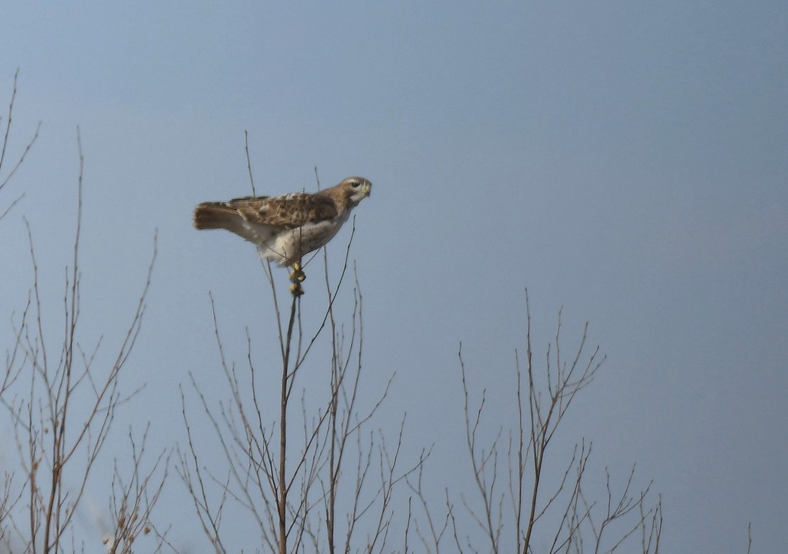 Red-tailed Hawk - ML96113941