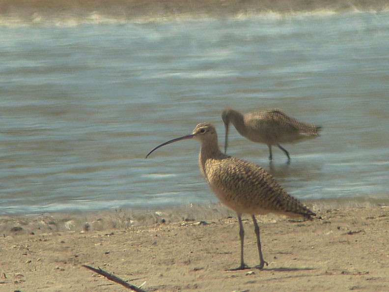 Long-billed Curlew - ML96115141