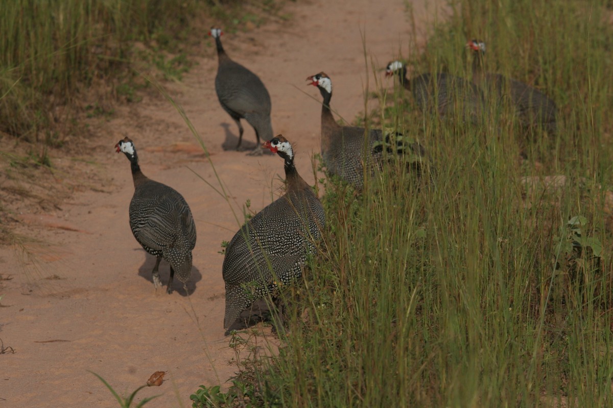 Helmeted Guineafowl (West African) - ML96115561