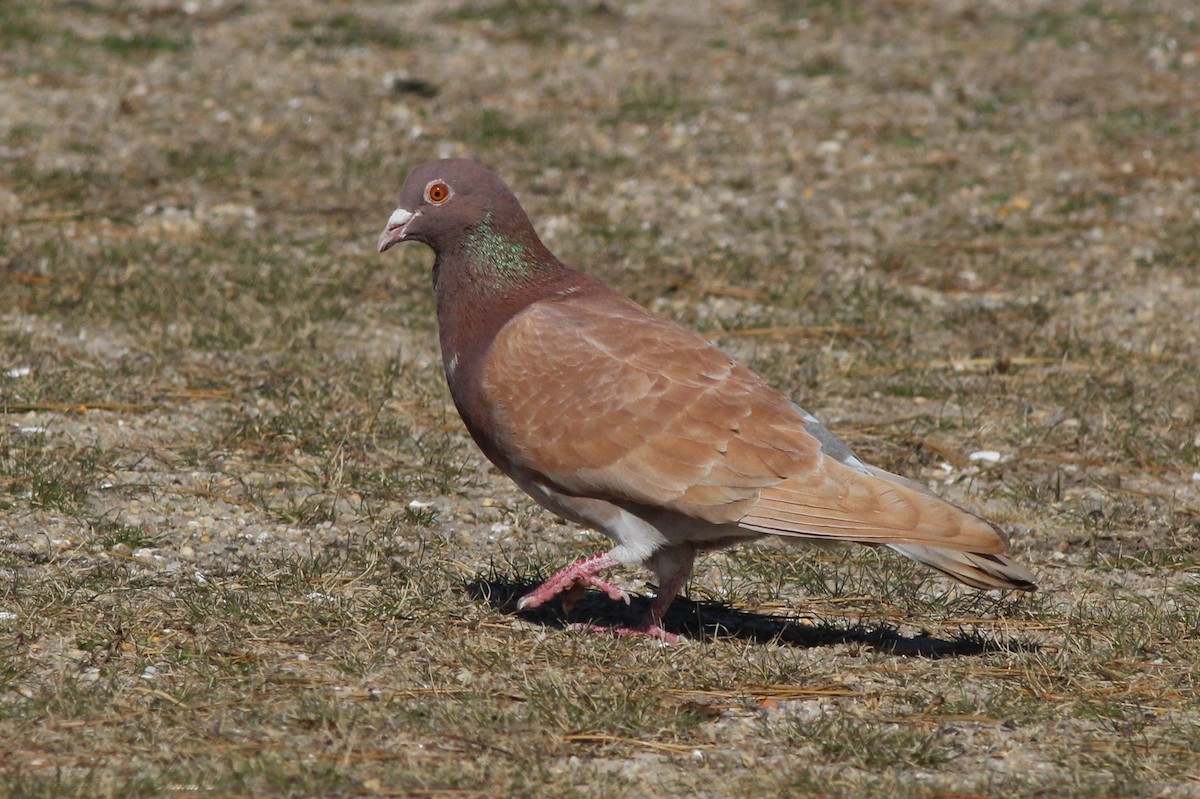 Rock Pigeon (Feral Pigeon) - ML96118201